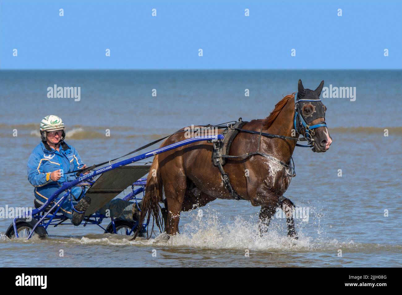 Harness racing horse being exercised on the beach, showing driver riding a two-wheeled cart called a sulky through shallow sea water Stock Photo