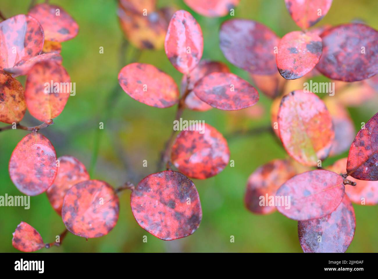 Bog bilberry (Vaccinium uliginosum) autumn leaves Stock Photo