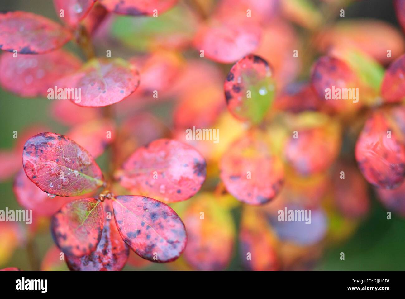 Bog bilberry (Vaccinium uliginosum) autumn leaves Stock Photo