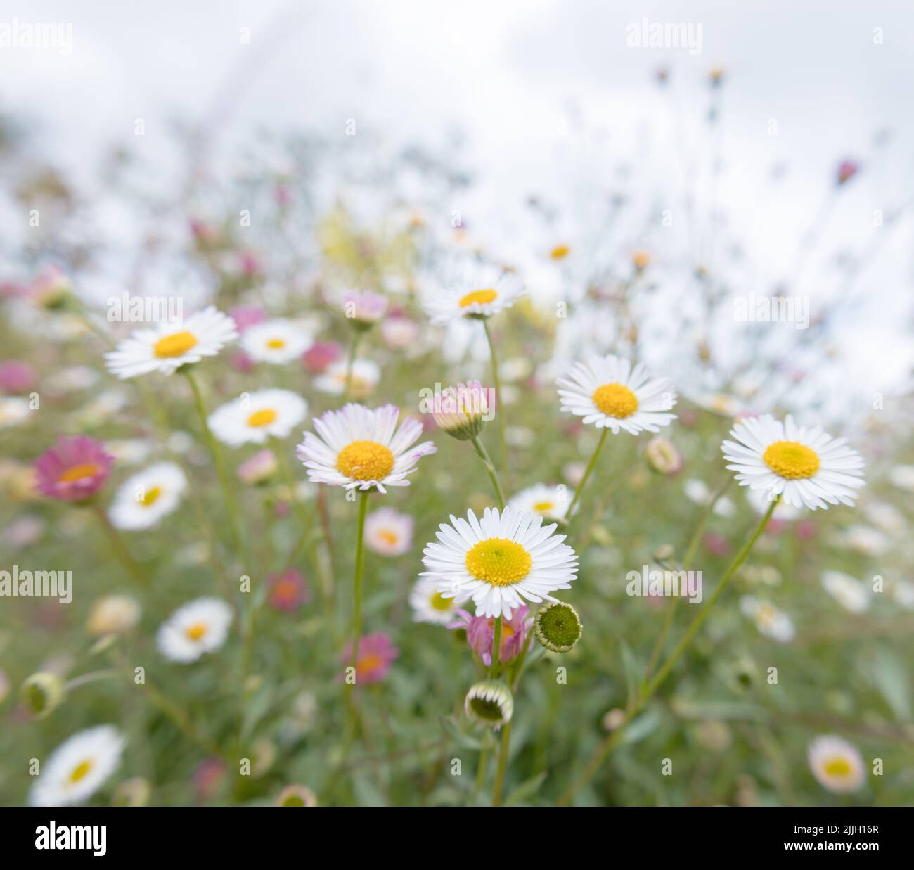 Wildflowers garden plant hi-res stock photography and images - Alamy