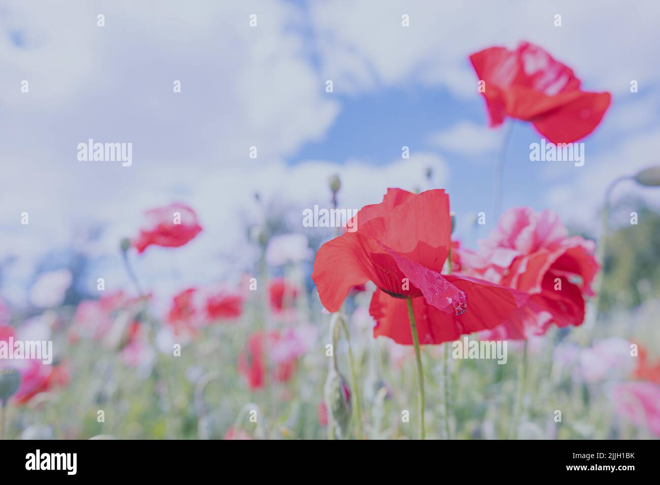 Wildflowers garden plant hi-res stock photography and images - Alamy