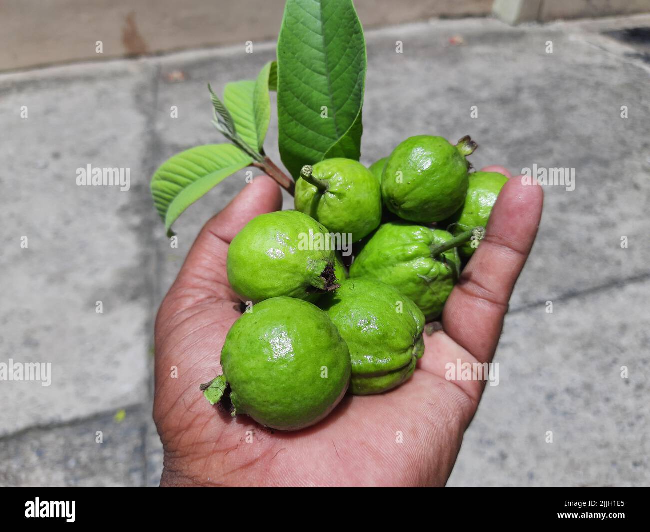 Guava fruits in farmer hand Ite other names common guava Psidium