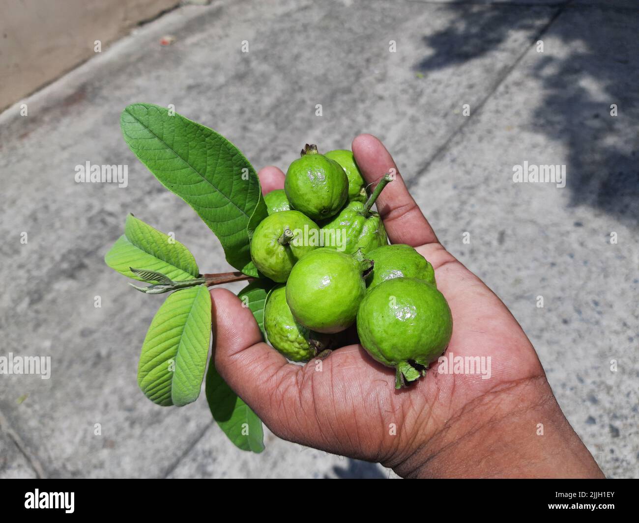 Guava fruits in farmer hand Ite other names common guava Psidium