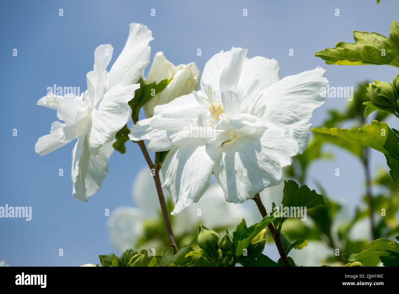 Hibiscus syriacus 'Diana', White Roses of Sharon, Althea, Hibiscus 'Diana', Flowering Plant Stock Photo