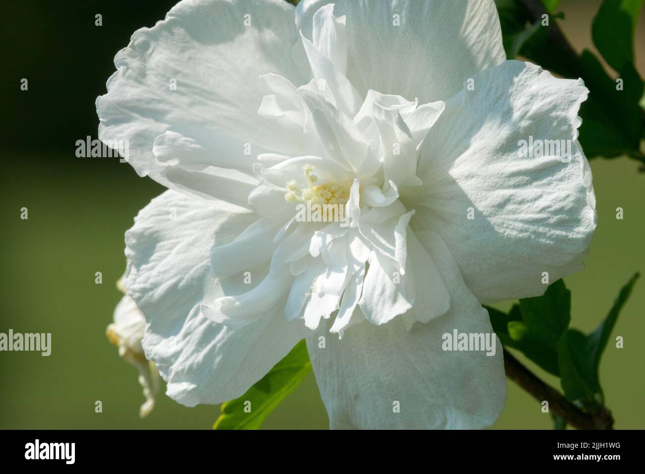 White flower, White bloom Hibiscus syriacus 'Totus Albus' Stock Photo