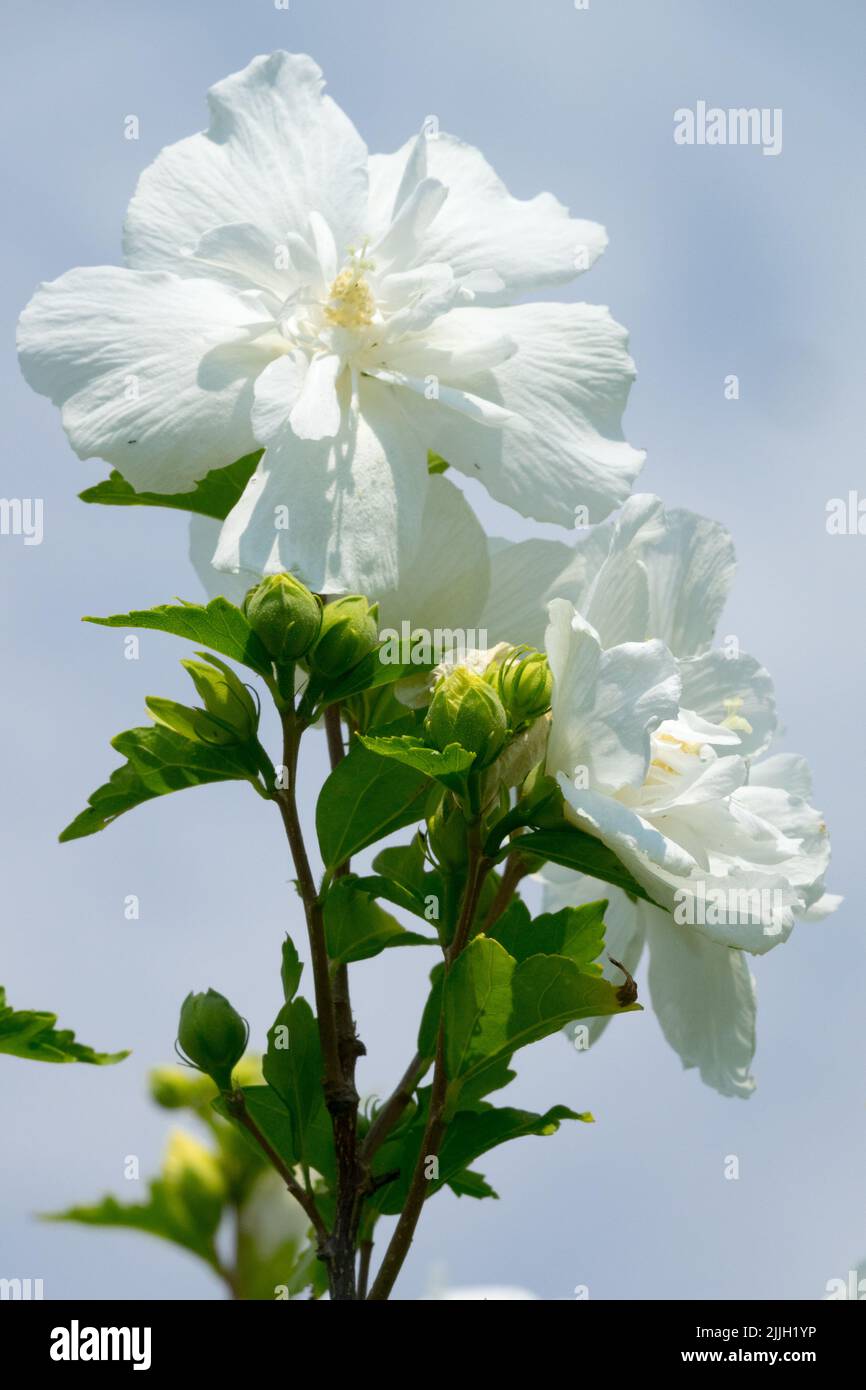 White, Hibiscus, Flowers, Flowering shrub, Roses of Sharon, Hibiscus syriacus, Flower, Althea Stock Photo