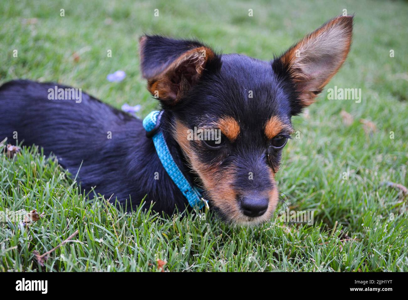 Terrier mutt sale