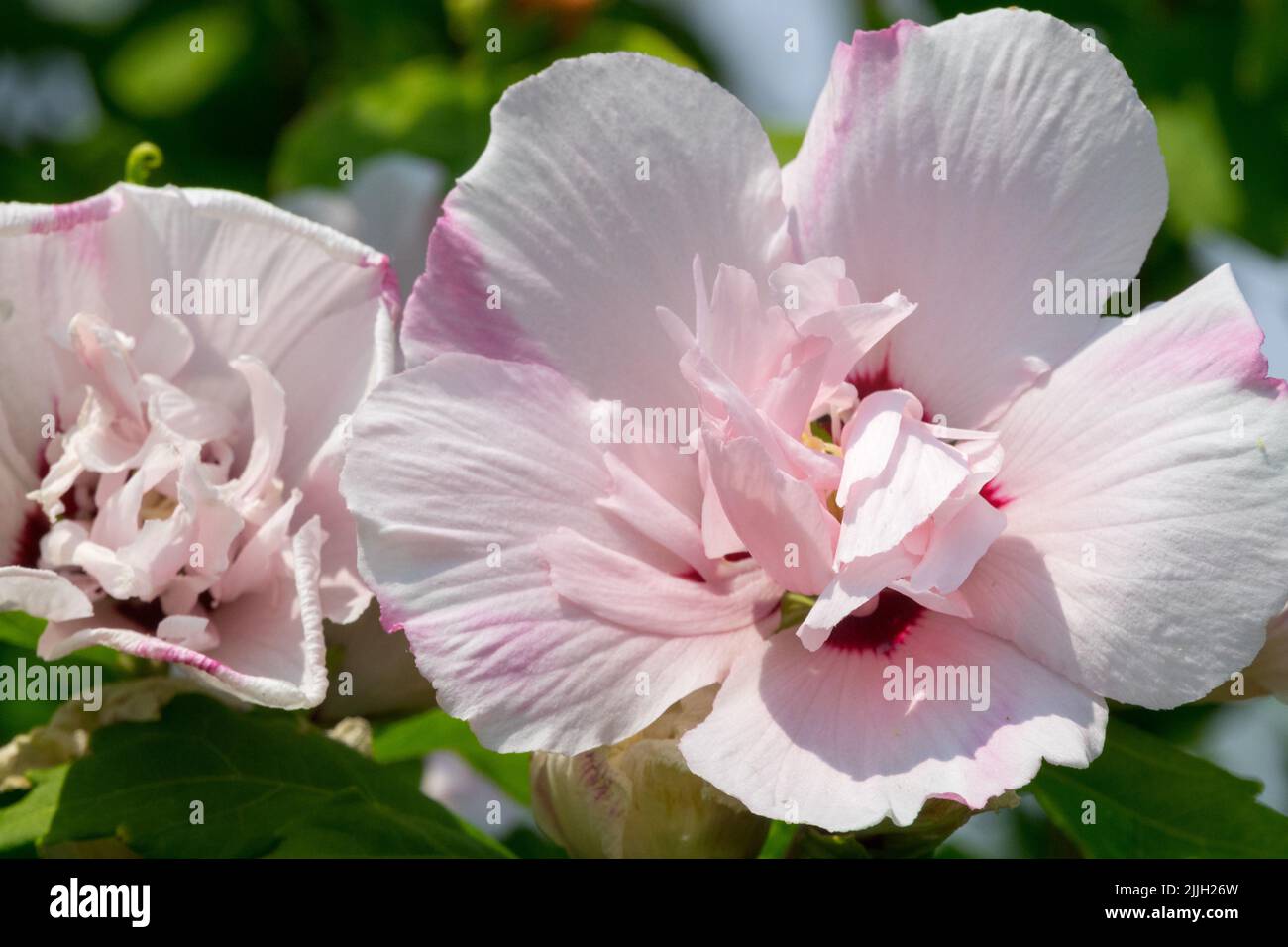 Hibiscus syriacus 'Lady Stanley'  Pink Roses of Sharon, Flower Hibiscus 'Lady Stanley' Hibiscus Blossoms Stock Photo