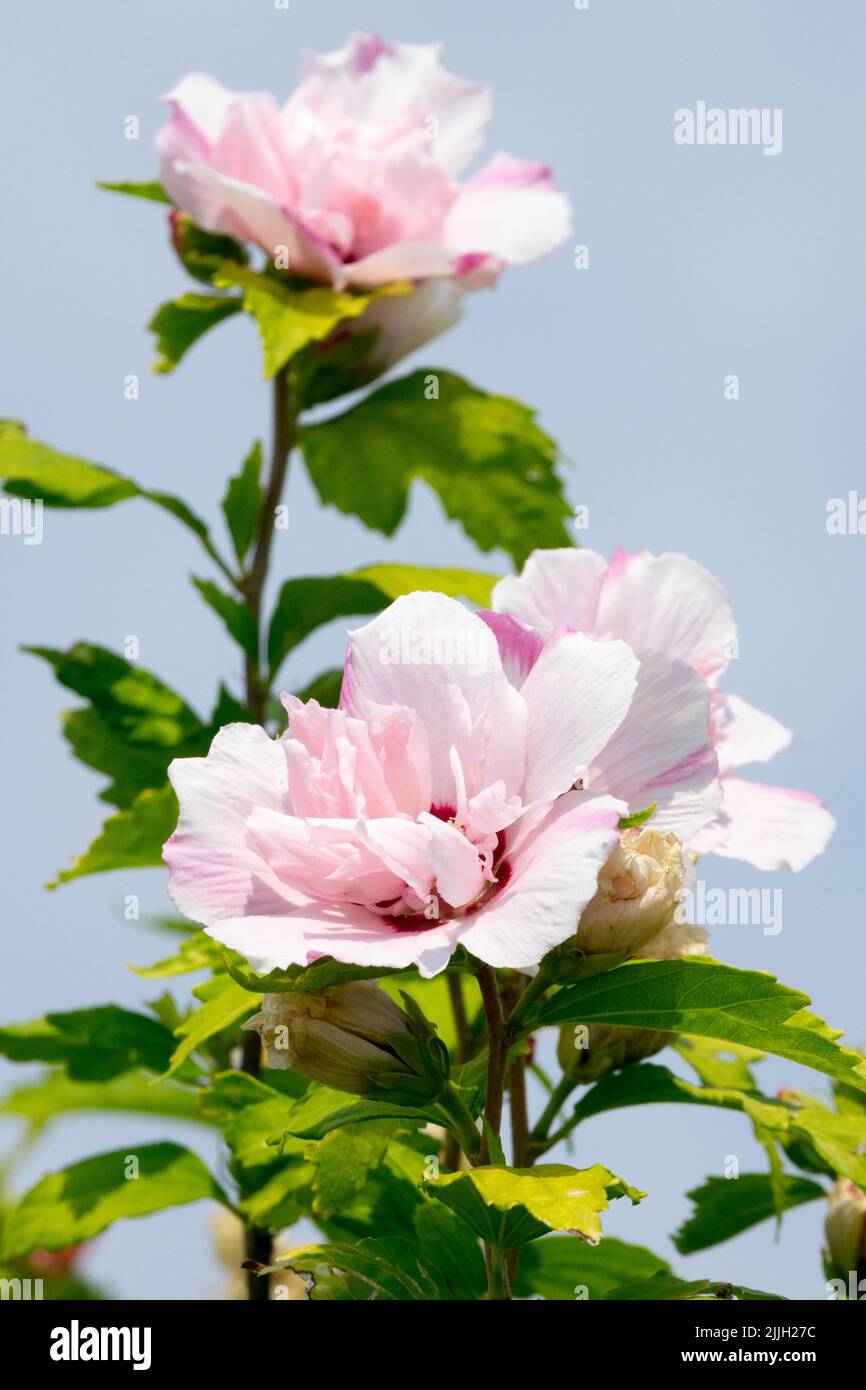 Hibiscus 'Lady Stanley', Flowers, Althea, Bloom, Roses of Sharon Stock Photo