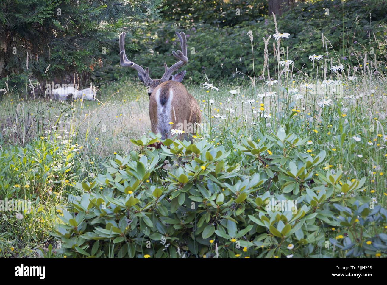 A blacktail buck from behind, looking back. Stock Photo