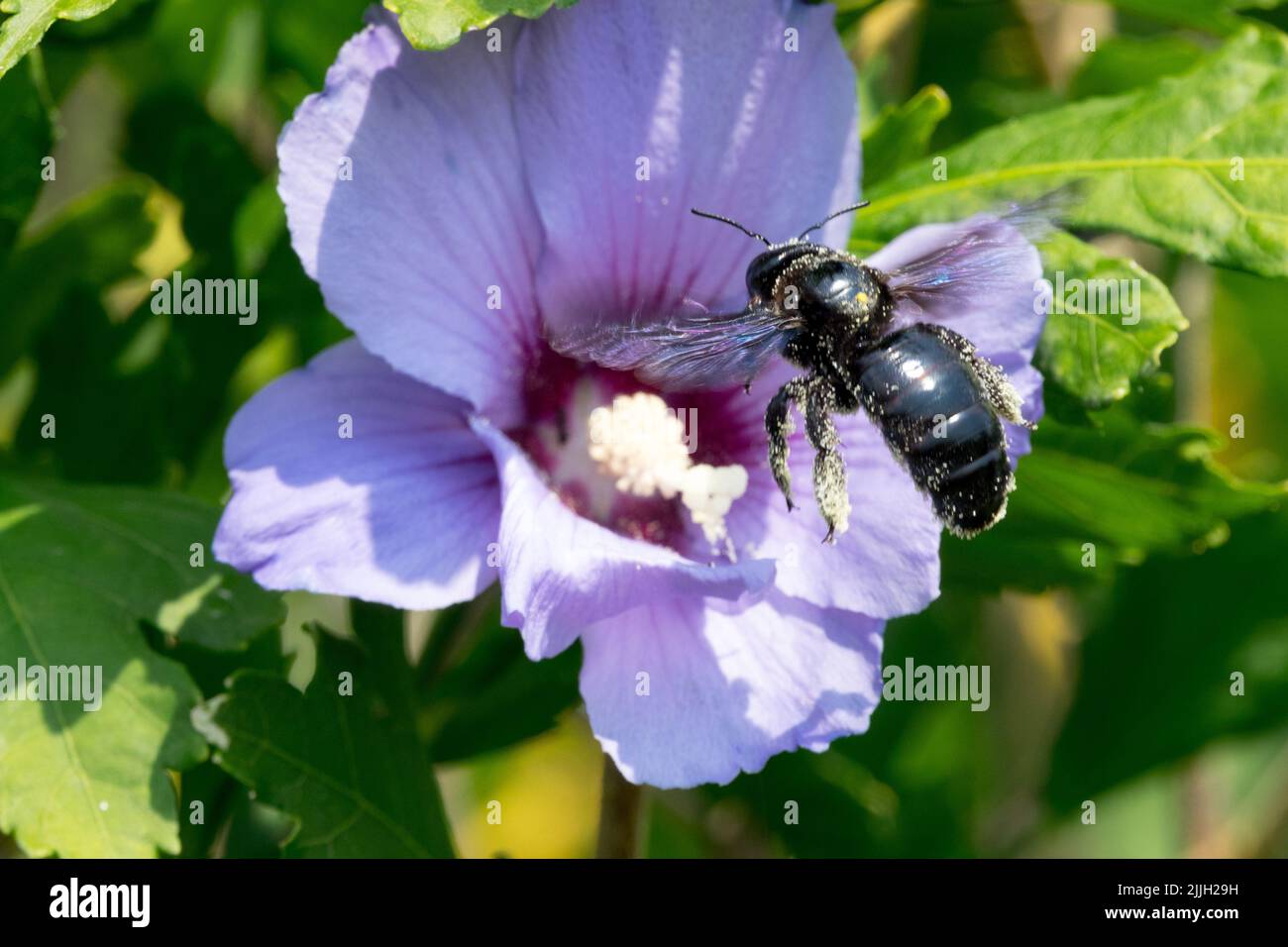 Large violet carpenter bee flying Xylocopa violace, Althea, Roses of Sharon flower Hibiscus 'Oiseau Bleu' Hibiscus syriacus Oiseau Bleu, pollen on bee Stock Photo