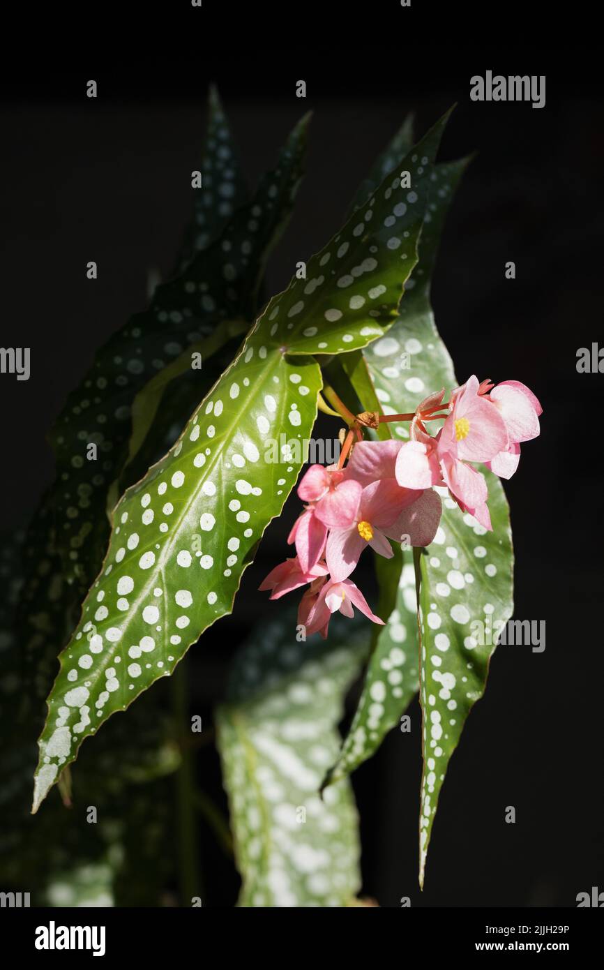 Close up of the flowers on a begonia 'my special angel' plant. Stock Photo