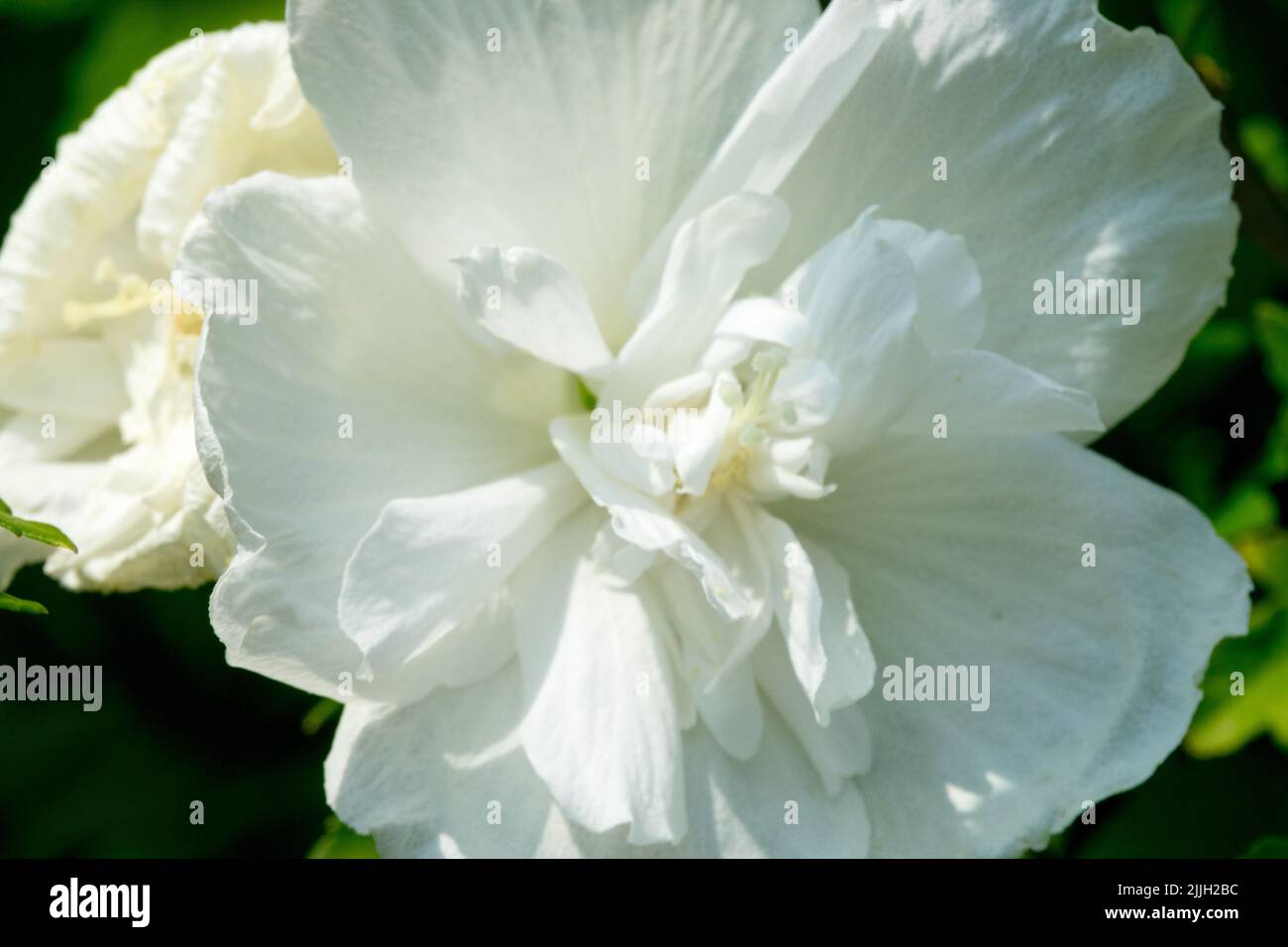 Hibiscus syriacus White Chiffon, Flower, White, Roses of Sharon Hibiscus White Chiffon Stock Photo
