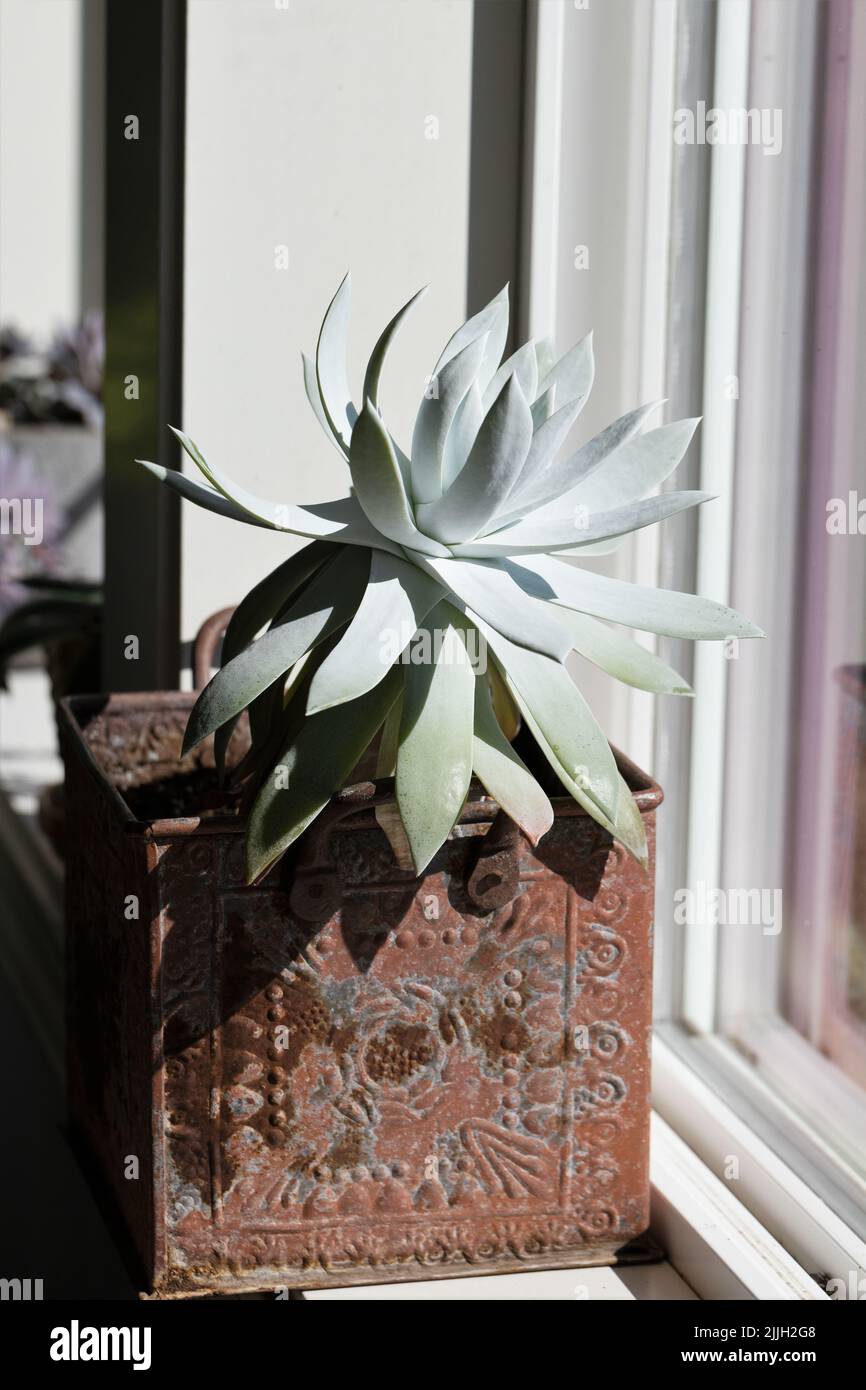 Dudleya brittonii - chalk dudleya houseplant in a container. Stock Photo