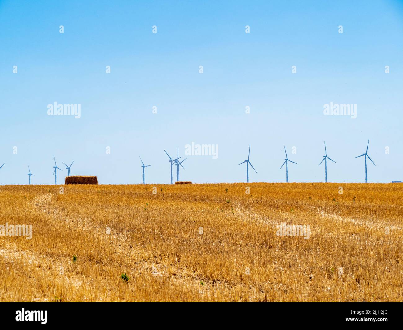 wind turbines in the sunflower field of the province of Cadiz Stock Photo