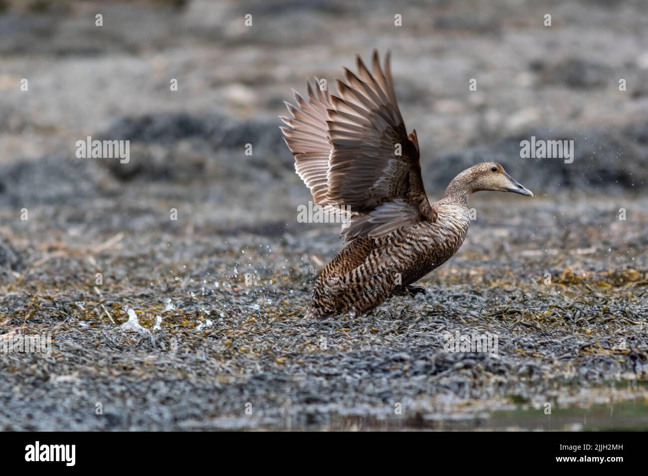 Female Common Eider Duck, S. mollissima, takes off near the coast of Maine on a summer morning