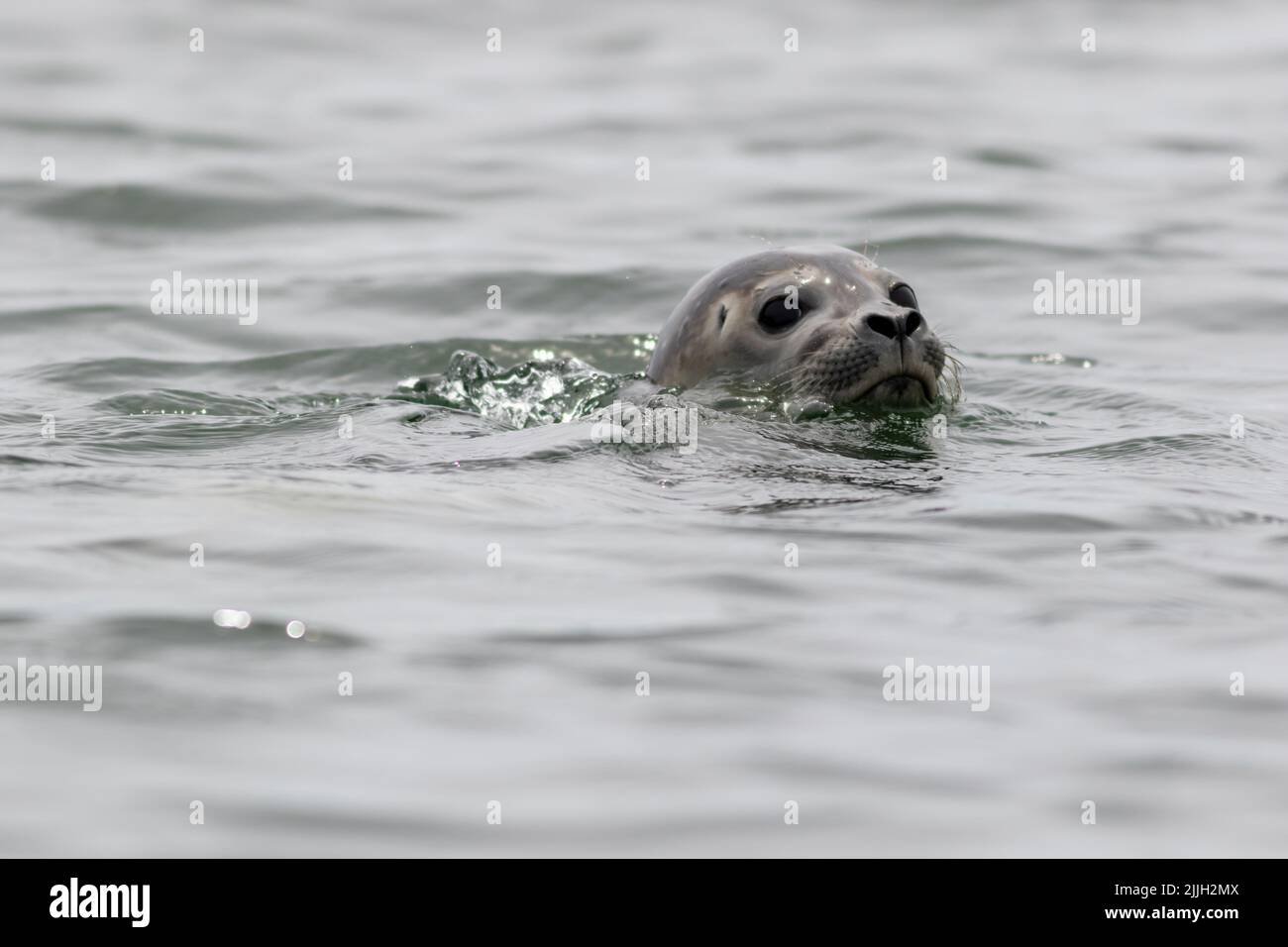 Harbor Seal Pup, Phoca vitulina, on a summer morning, Muscongus Bay, Maine Stock Photo
