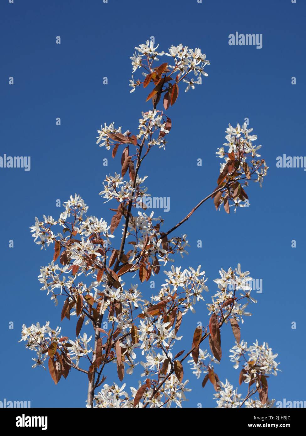 Close up of the white blossom & bronze coloured leaves on a Amelanchier Lamarckii, snowy mespilus, shadbush, small tree, against a cloudless blue sky. Stock Photo