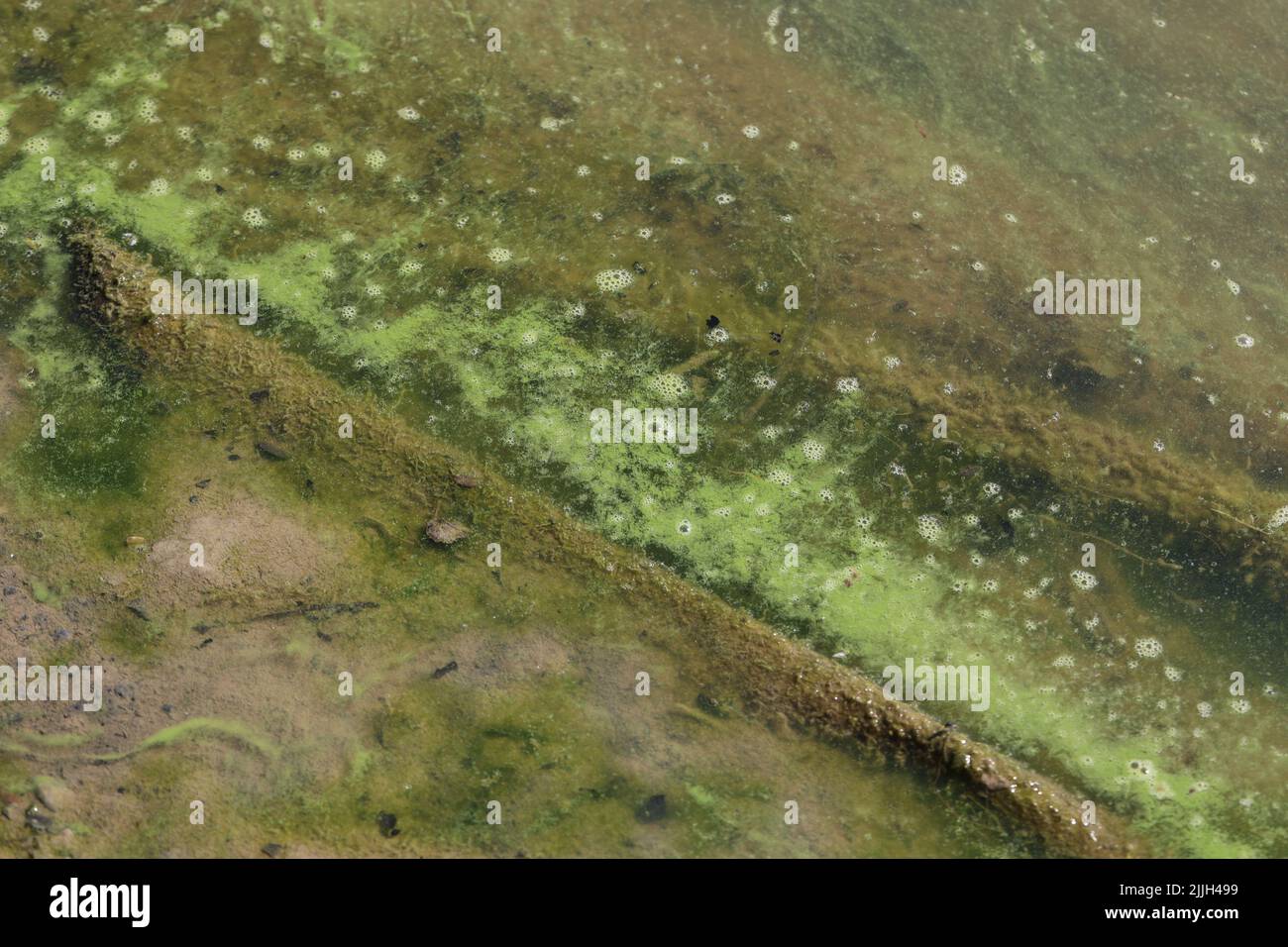 Dark green colored algae that fill the lake. Stock Photo