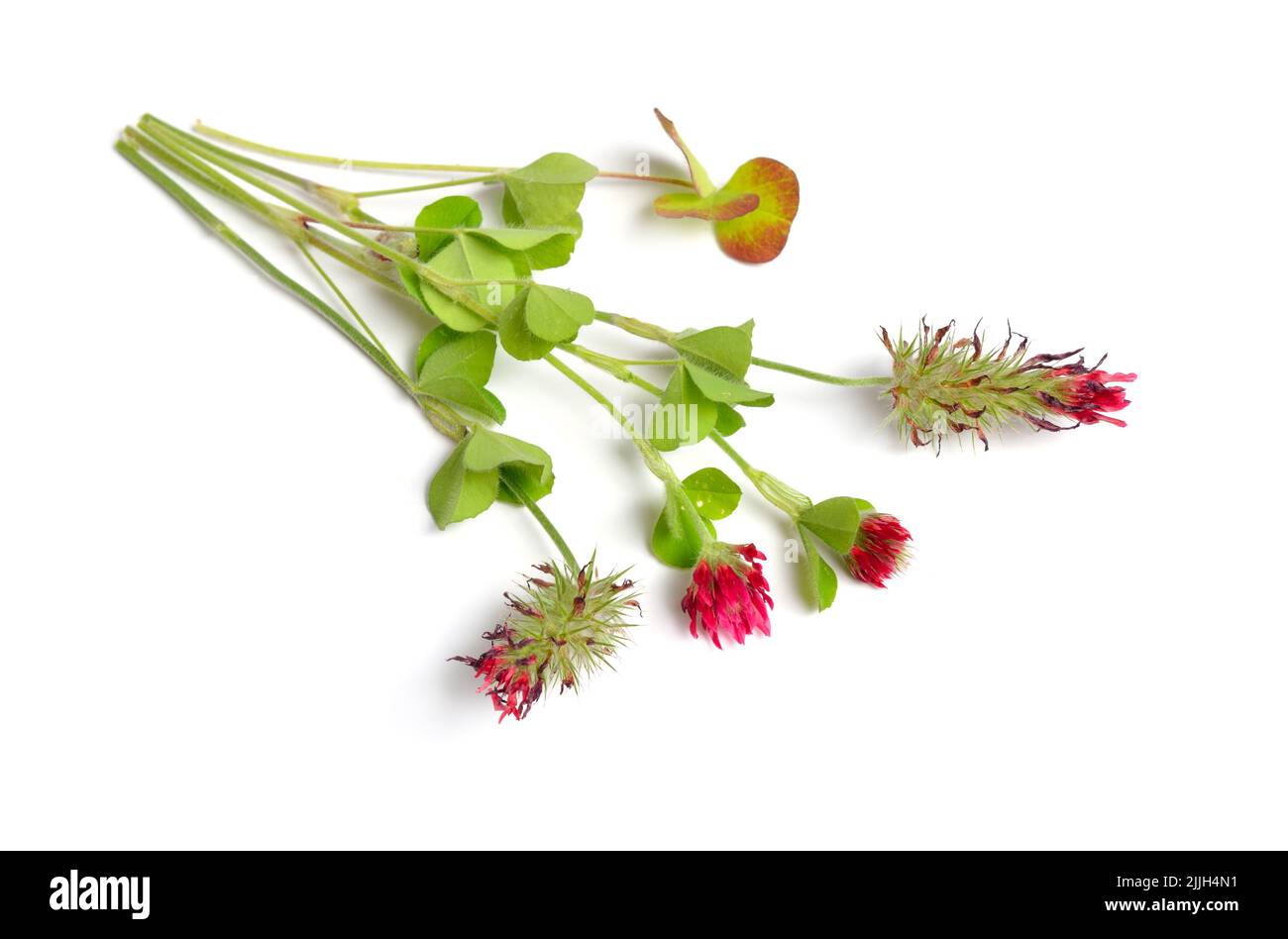 Trifolium incarnatum, known as crimson clover or Italian clover. Isolated on white background. Stock Photo
