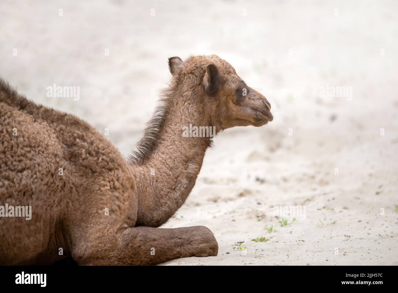 A small camel lie on the hot sand in the desert. Side view, close up. Camel cub. Stock Photo