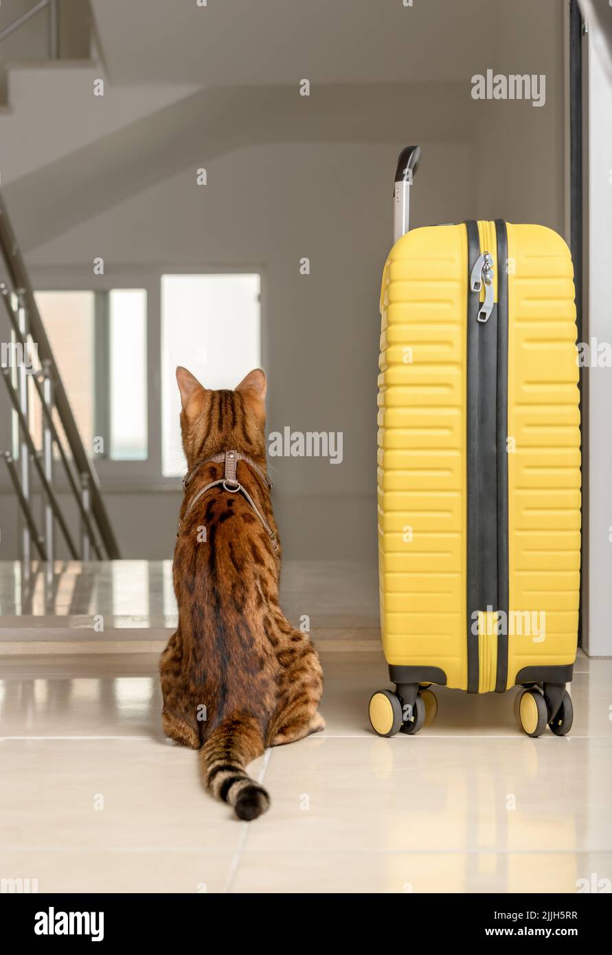 A cute cat sits near the suitcase and looks out the open door