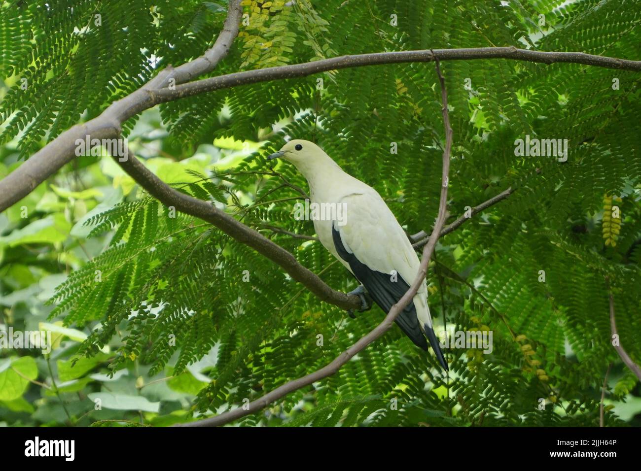 An adorable Pied imperial pigeon perched on Phyllanthus acidus tree branch Stock Photo