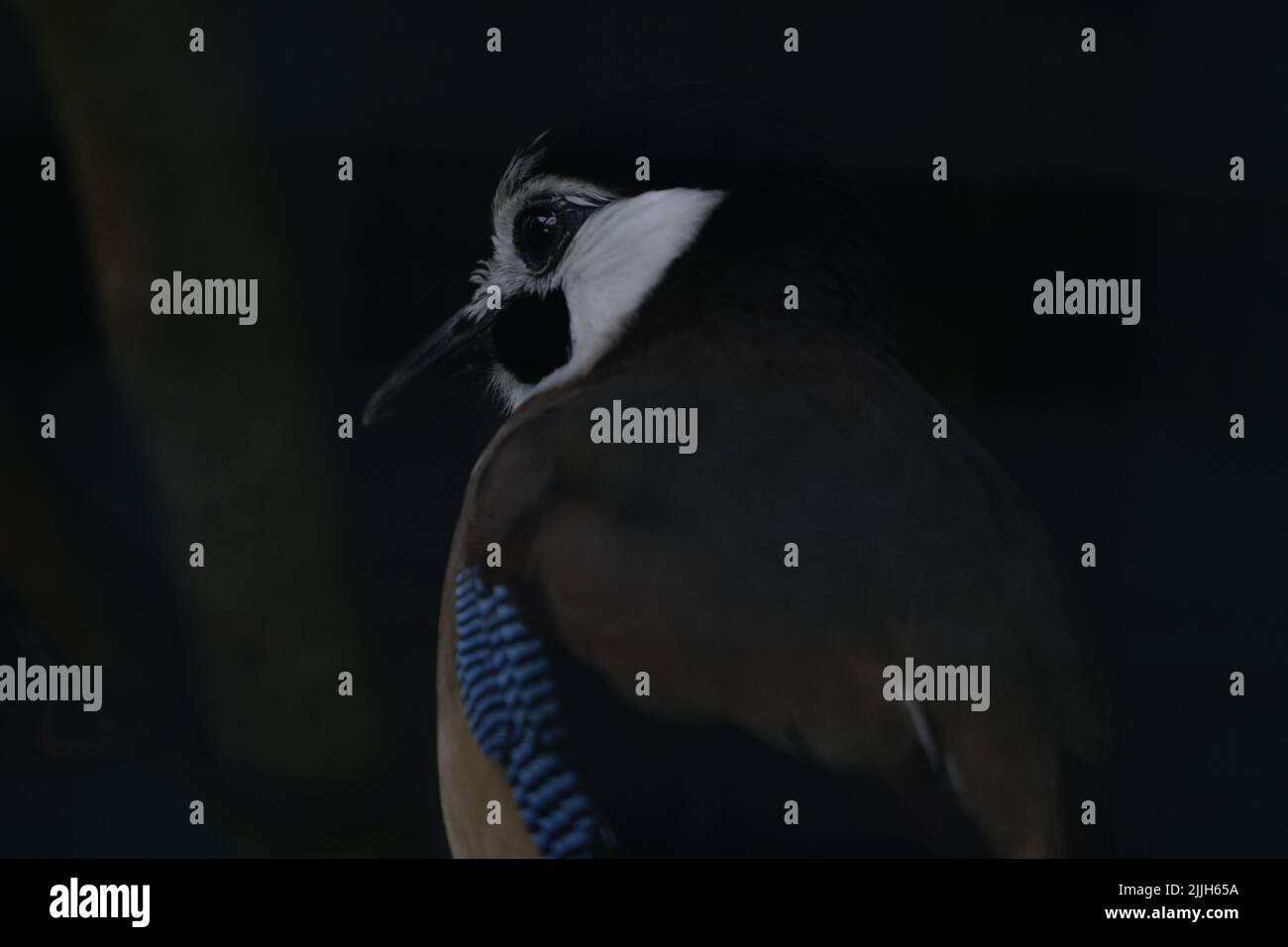 A back view of adorable Blue jay looking to the left in the dark forest Stock Photo