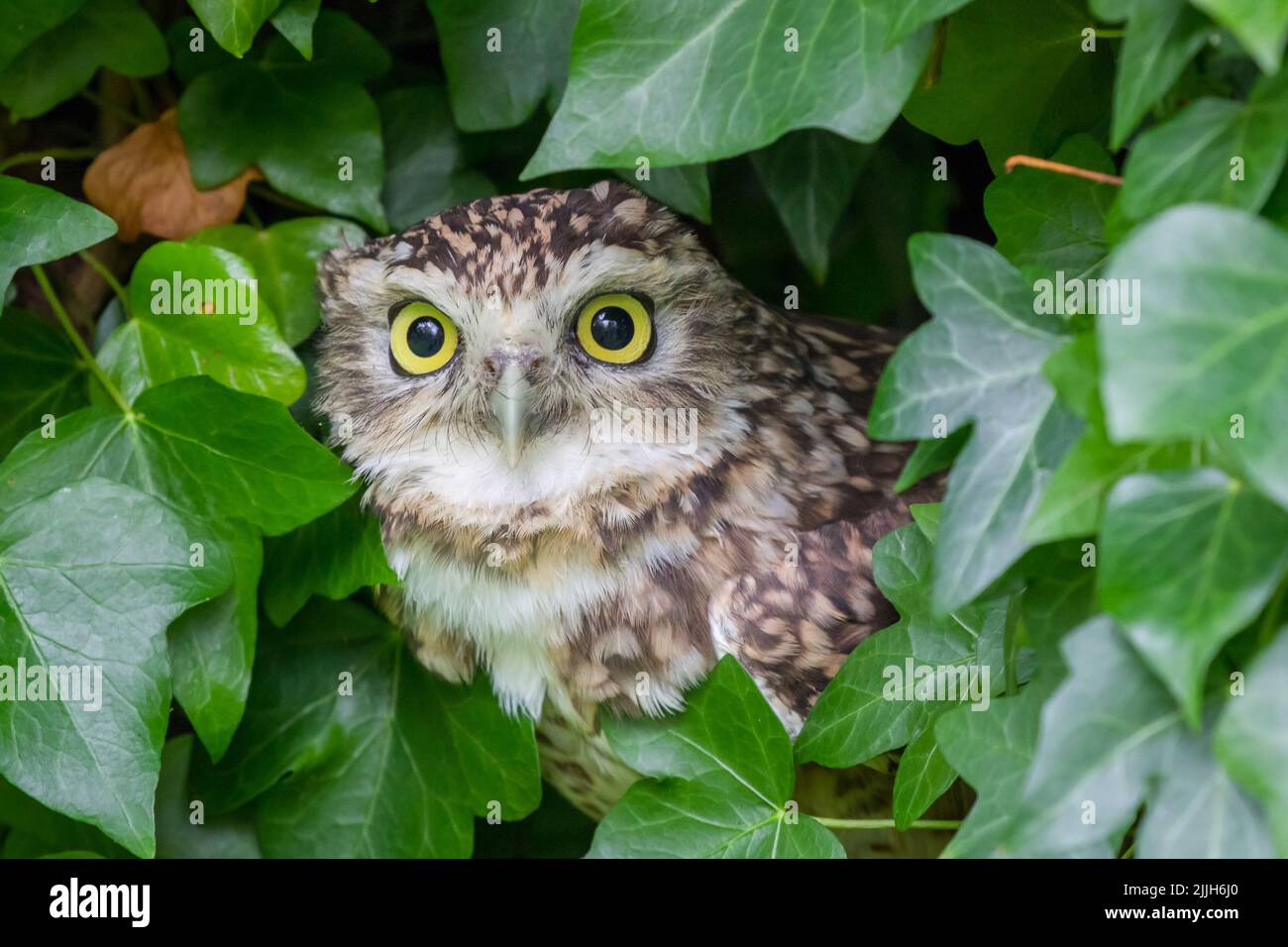little owl in the ivy Stock Photo