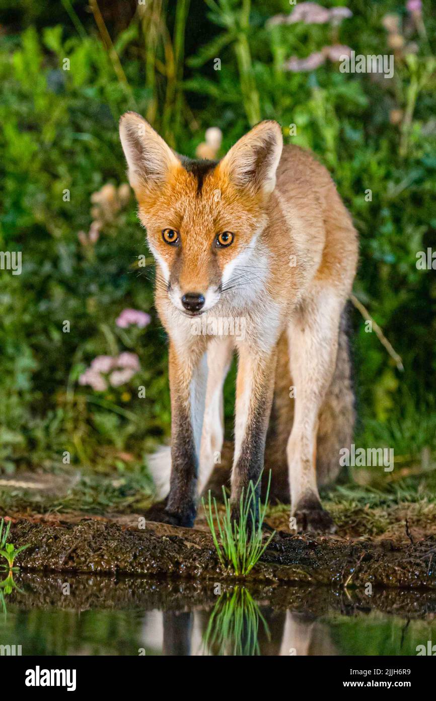 red fox coming for a drink Stock Photo