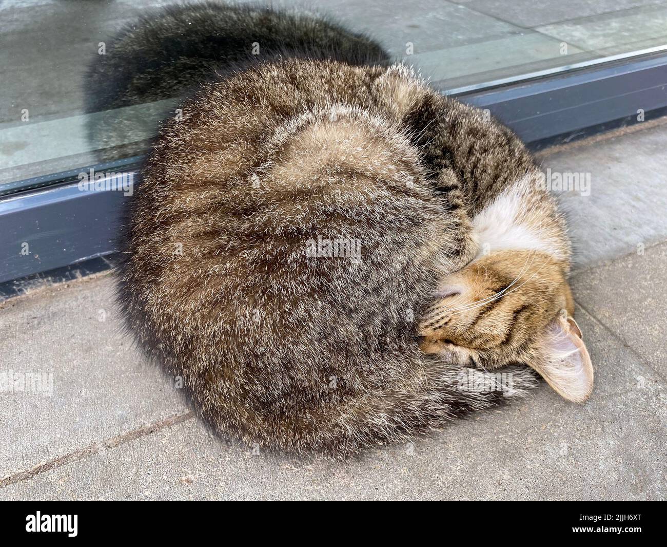 Cute cat is sleeping soundly curled up to recharge the body. Concept of 