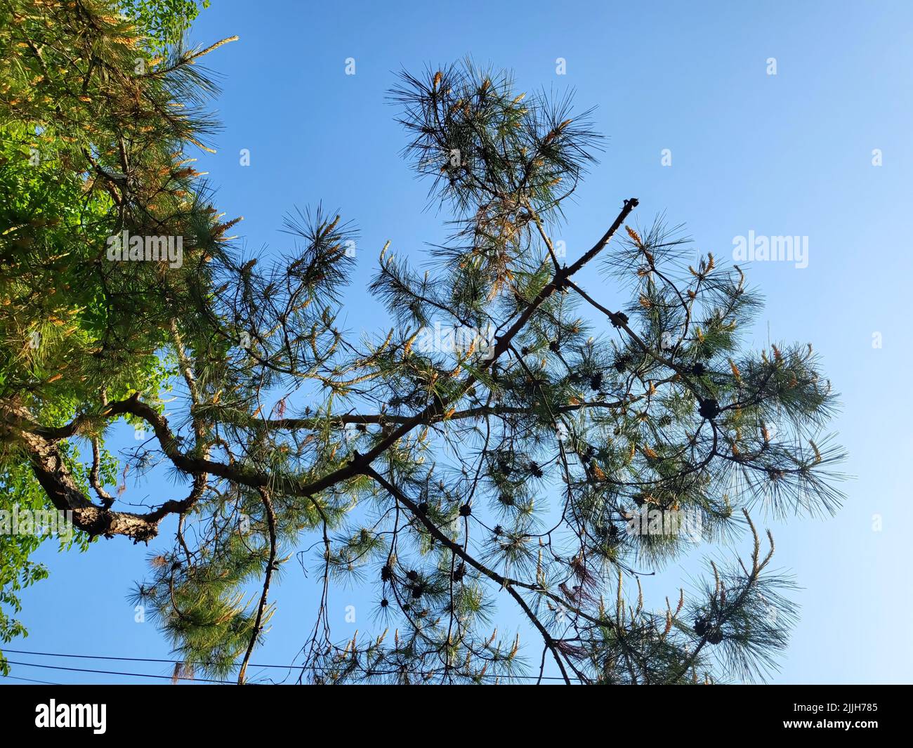 The low angle of a pine tree against the blue sky Stock Photo - Alamy