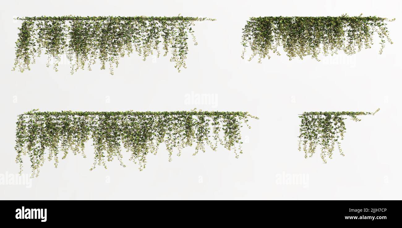 3d illustration of ivy plant isolated on white background Stock Photo ...