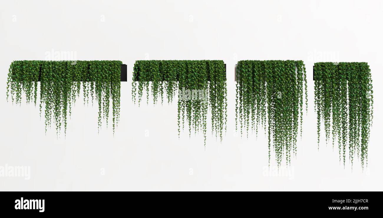 3d illustration of ivy plant isolated on white background Stock Photo ...