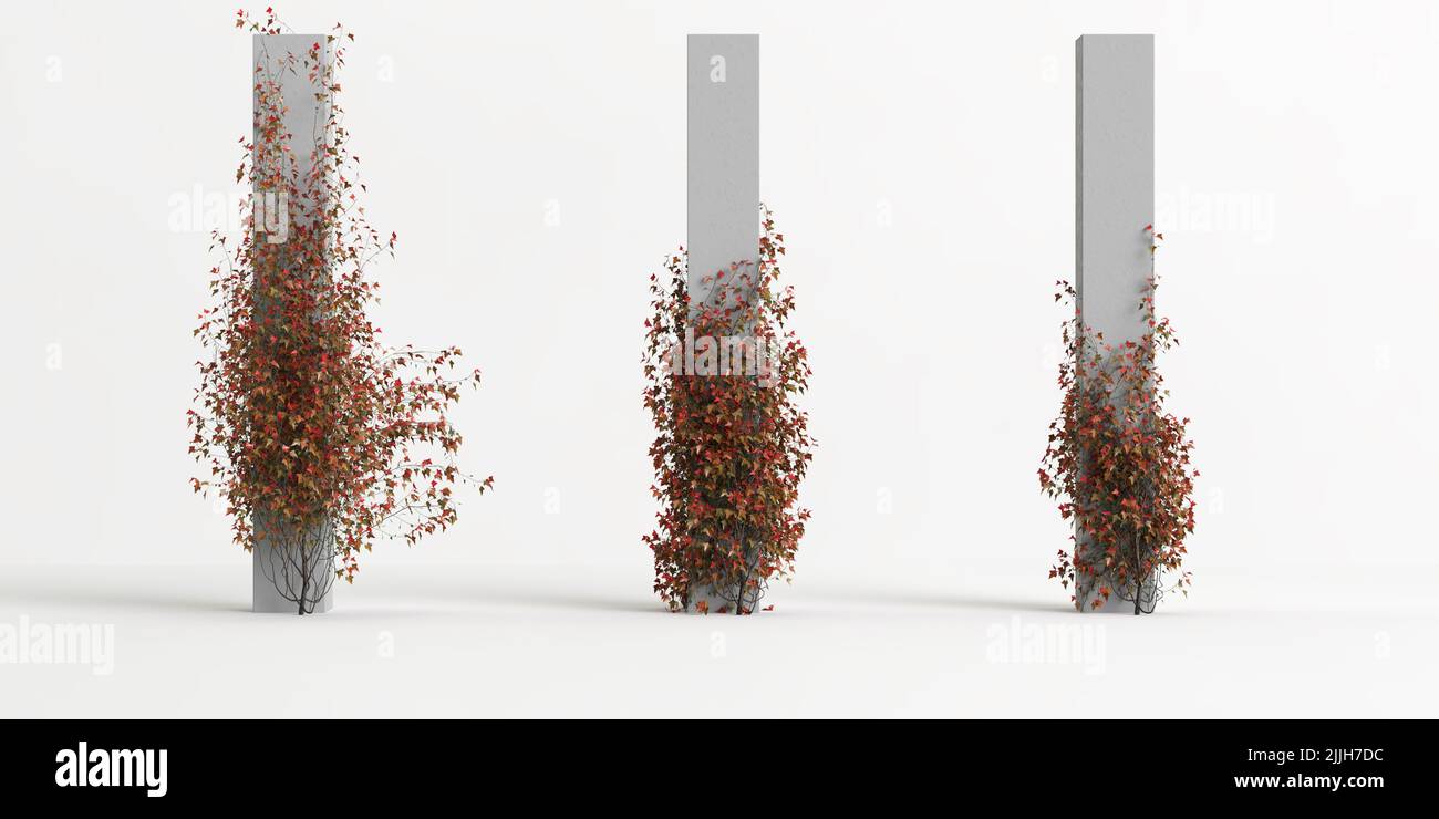 3d illustration of creeper plant isolated on white background Stock Photo Alamy