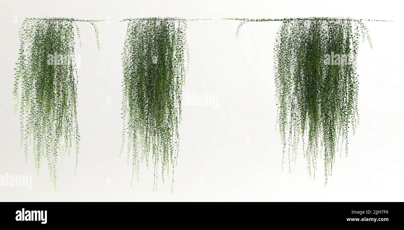 3d illustration of ivy plant isolated on white background Stock Photo ...