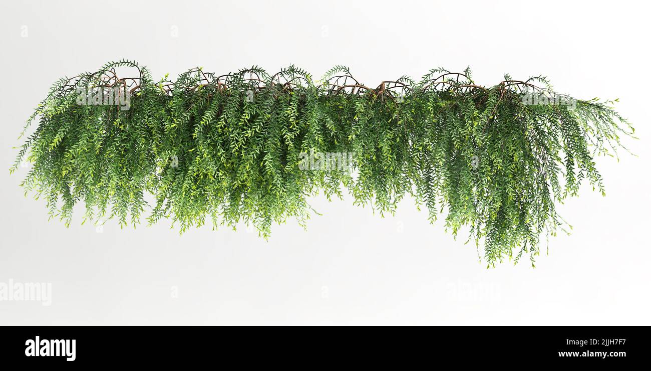3d illustration of ivy plant isolated on white background Stock Photo ...