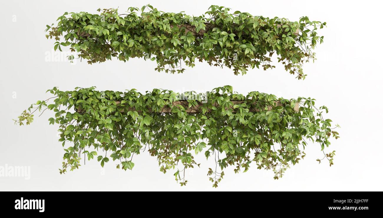 3d illustration of ivy plant isolated on white background Stock Photo ...