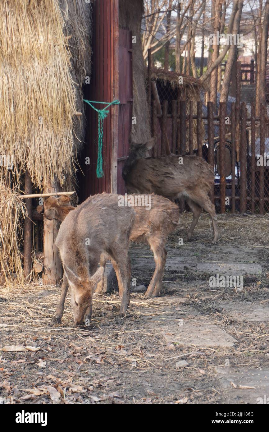 Three locked up deer eating straw Stock Photo Alamy