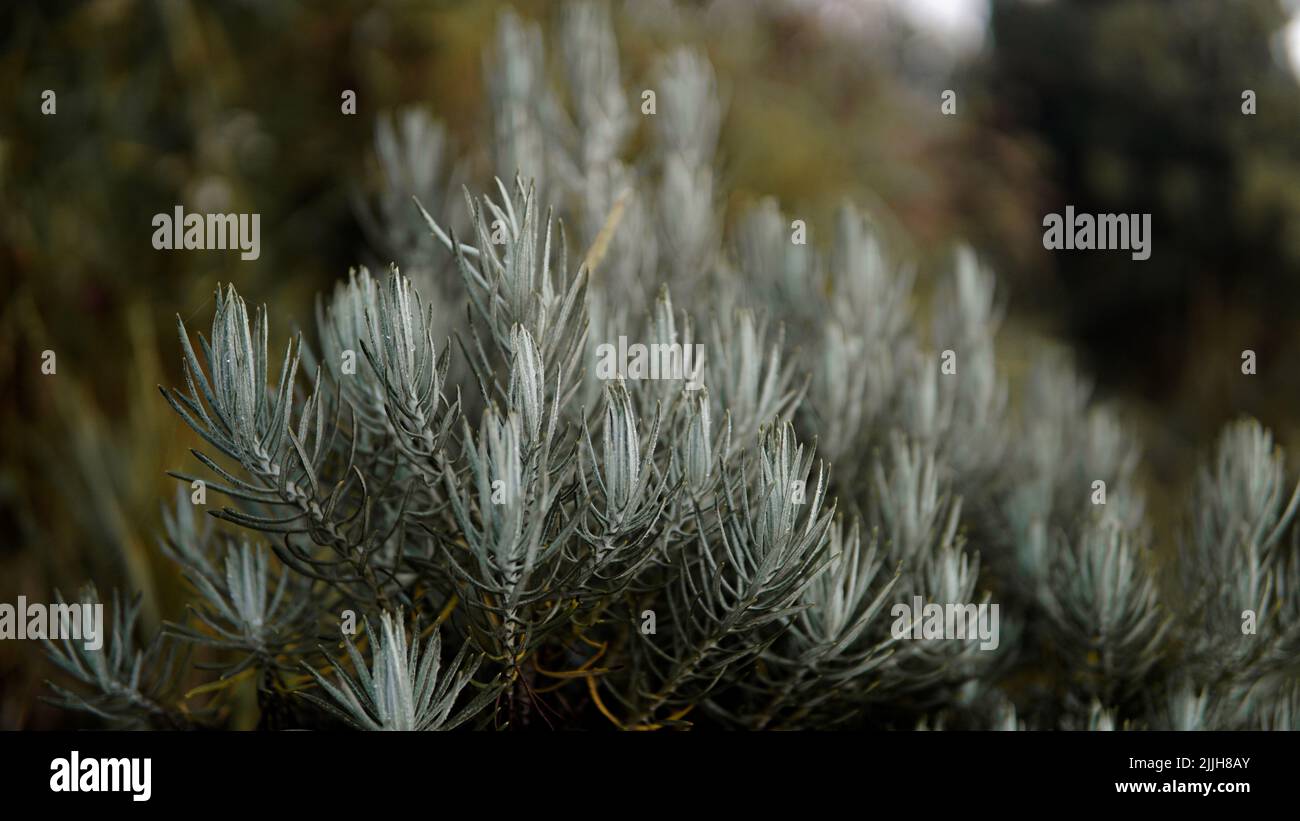 The beauty of edelweiss flowers in the mountains. Very rare and