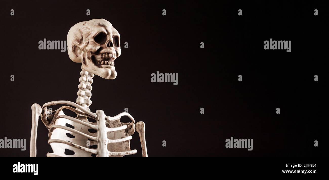 Banner with human skeleton on black background. 3d model for teaching purposes. Skull, vertebra, scapula, clavicle. Halloween day, anatomy concept. Copy space. High quality photo Stock Photo