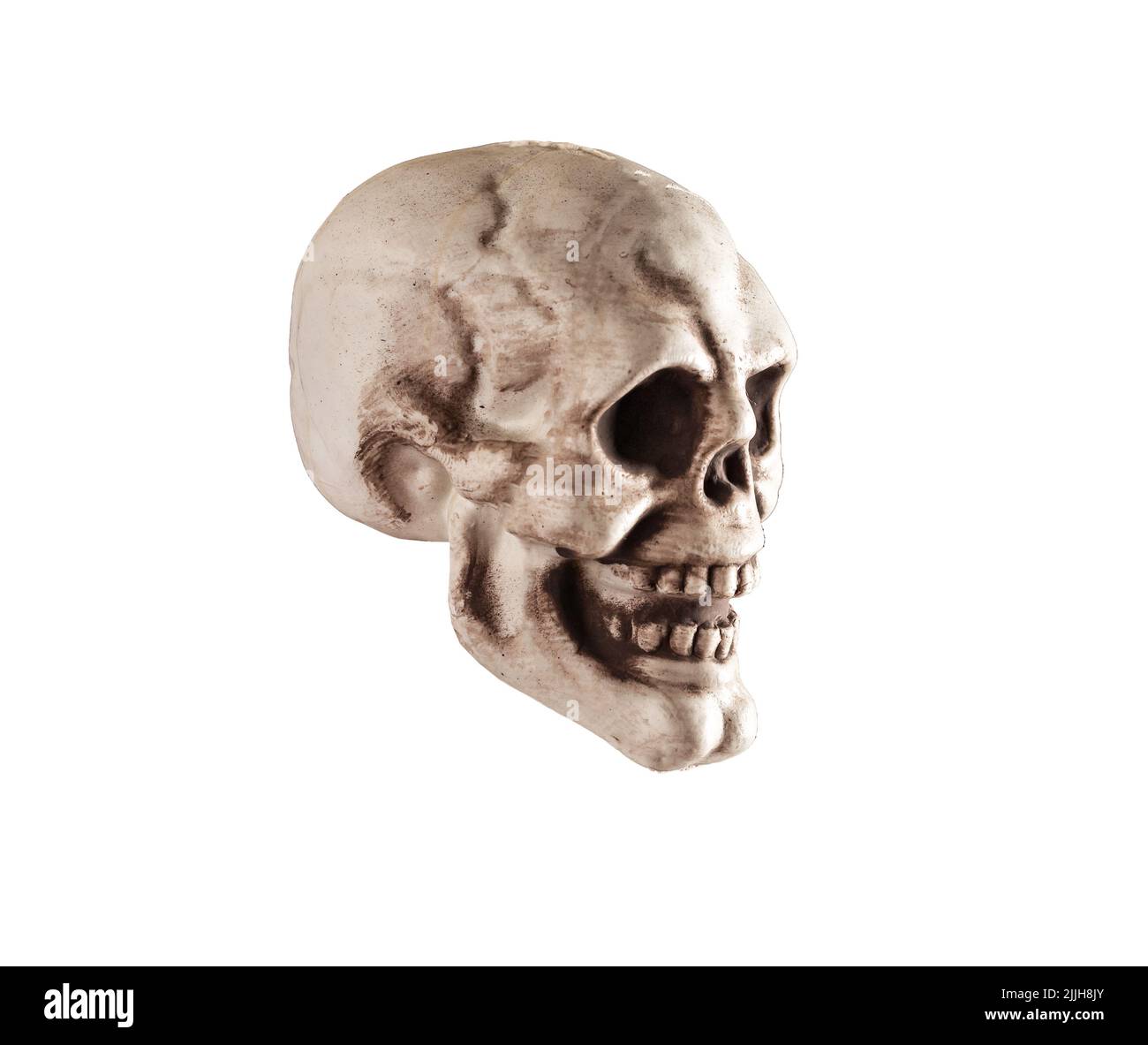 Side view of human skull isolated on white background. Anatomy or Halloween holiday concept. High quality photo Stock Photo
