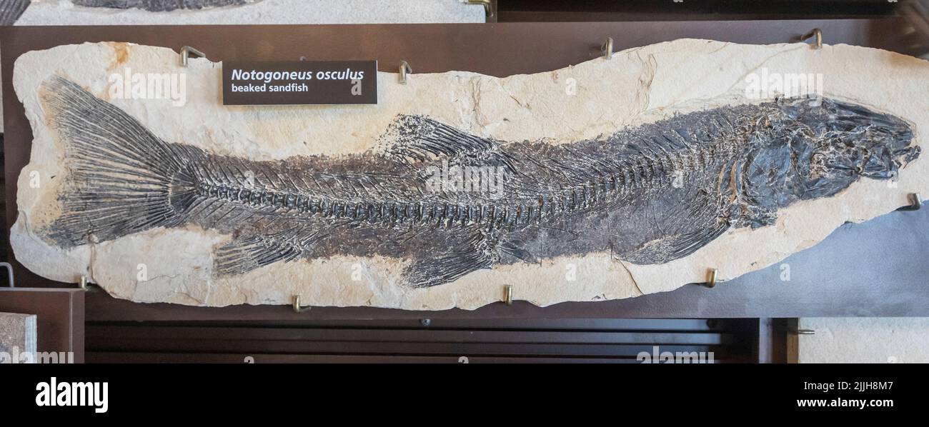 Kemmerer, Wyoming - Fossil Butte National Monument. The fossil of a beaked sandfish (Notogoneus osculus) is among fossils on display at the visitor ce Stock Photo