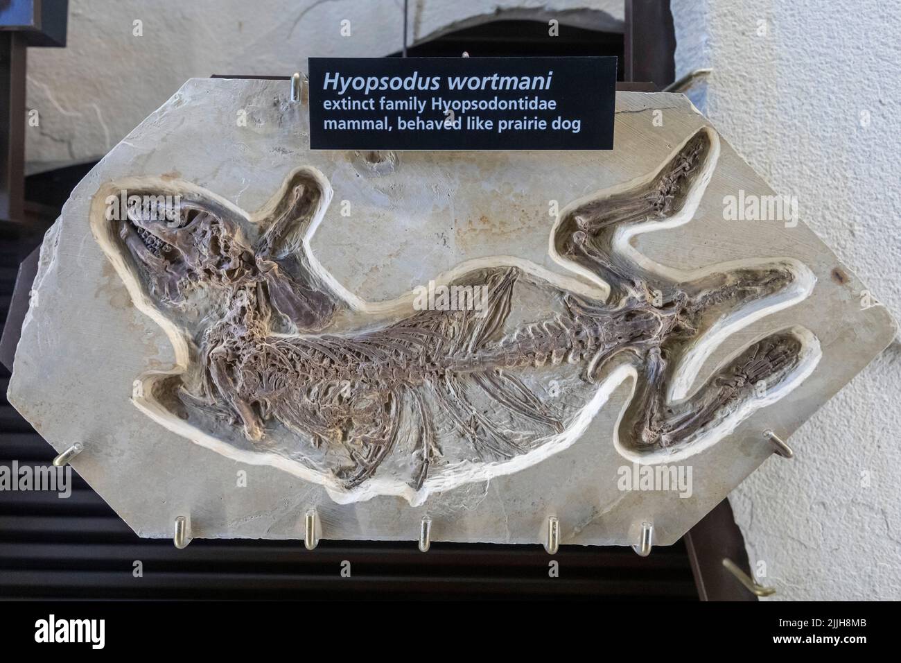 Kemmerer, Wyoming - Fossil Butte National Monument. The fossil of an extinct prairie dog-like mammal (Hyopsodus wortmani) is among fossils on display Stock Photo