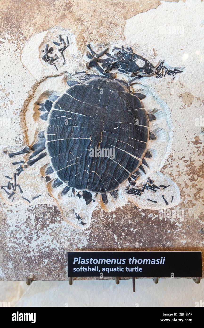 Kemmerer, Wyoming - Fossil Butte National Monument. The fossil of a softshell aquatic turtle (Plastomenus thomasii) is among fossils on display at the Stock Photo