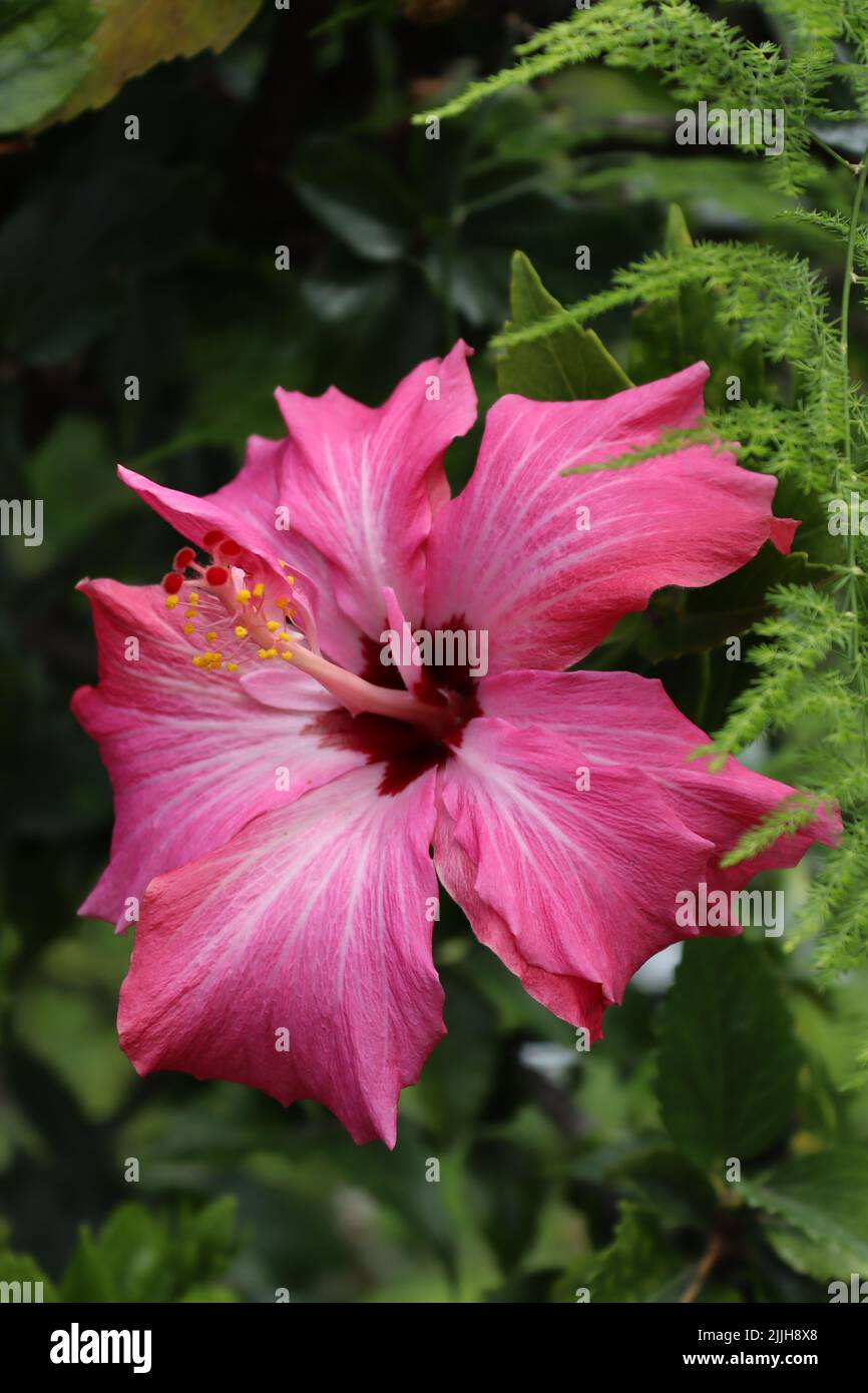 Hibiscus “Painted Lady”  gloriously displayed at the Historic Orchid gardens, Puerto de La Cruz, Canary Islands, Spain. Stock Photo