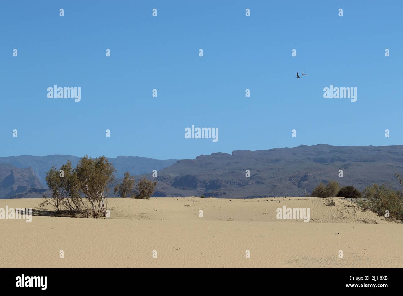 The barren landscape of the Maspalomas Natural Dune Reserve, Canary Islands, overflown by two birds. Stock Photo