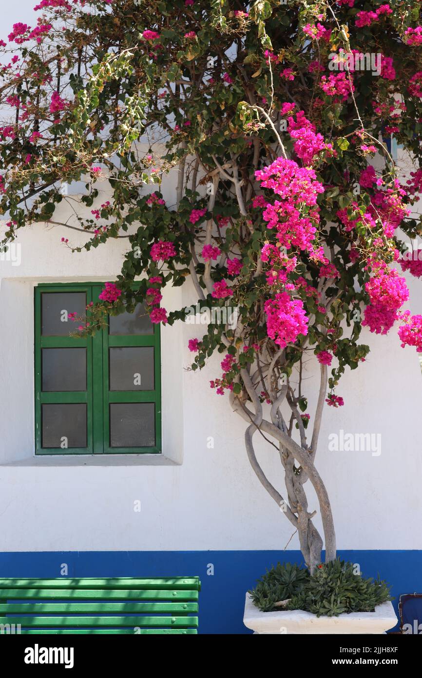 Vivid pink Bougainvillea decorates the exterior of a traditionally painted tower at the harbour entrance to Playa de Mogan, Gran Canaria. Stock Photo