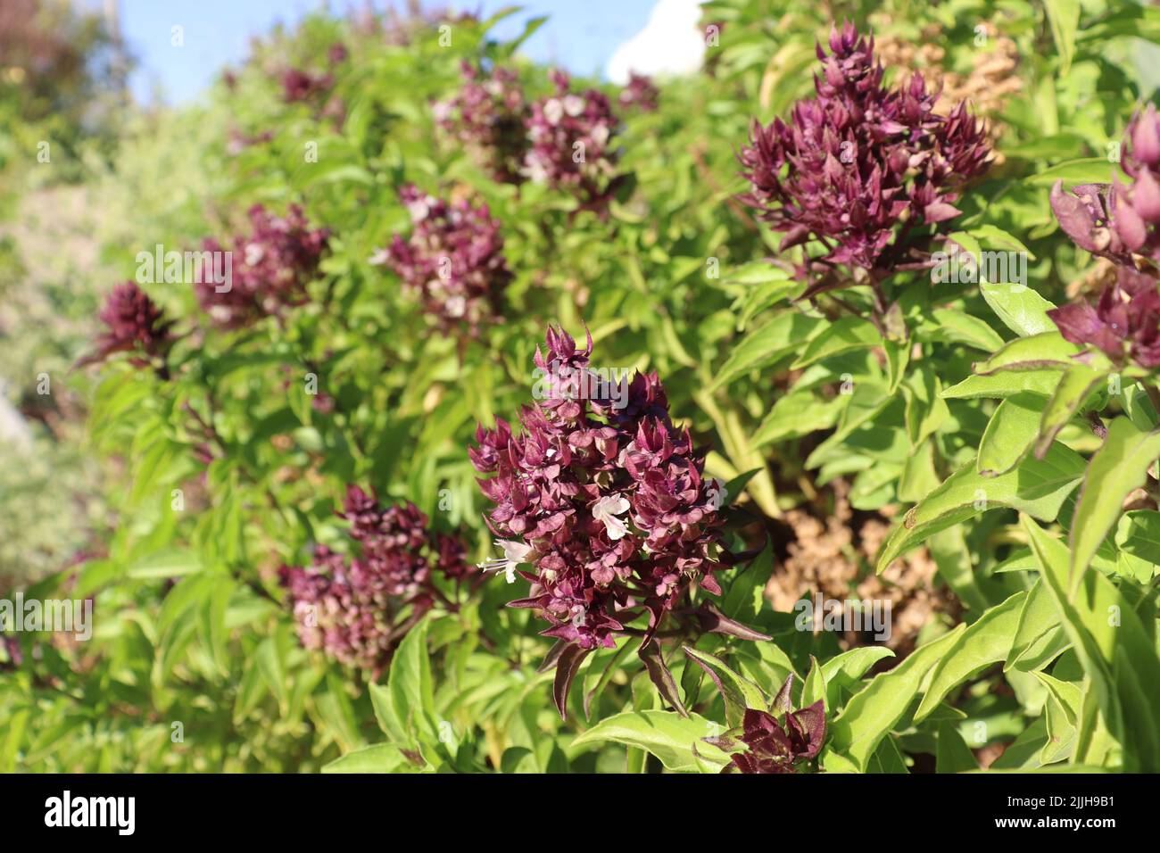 Flowers of Basil plant (Ocimum basilicum Stock Photo Alamy