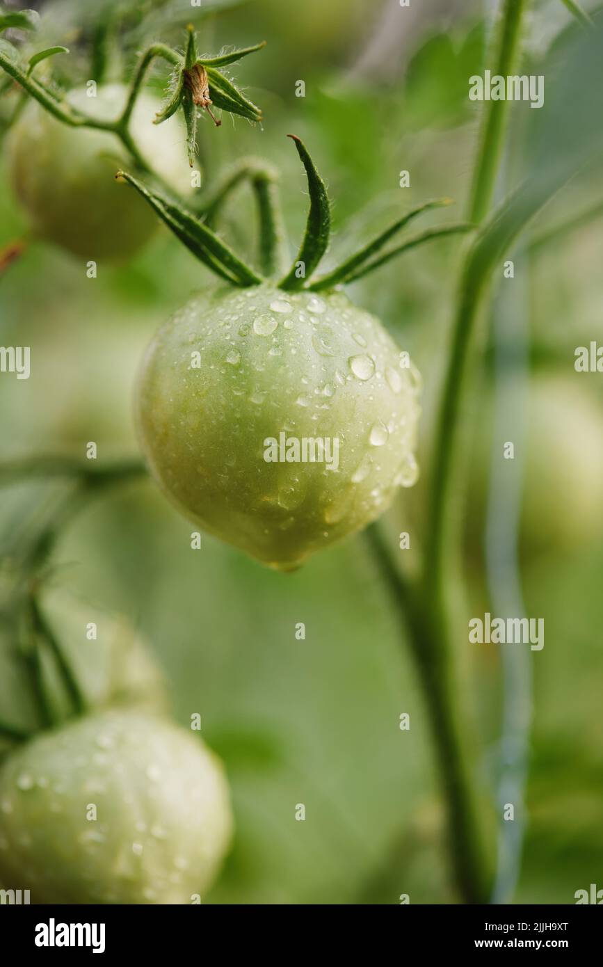 tomato vine plants growing in the garden Stock Photo Alamy